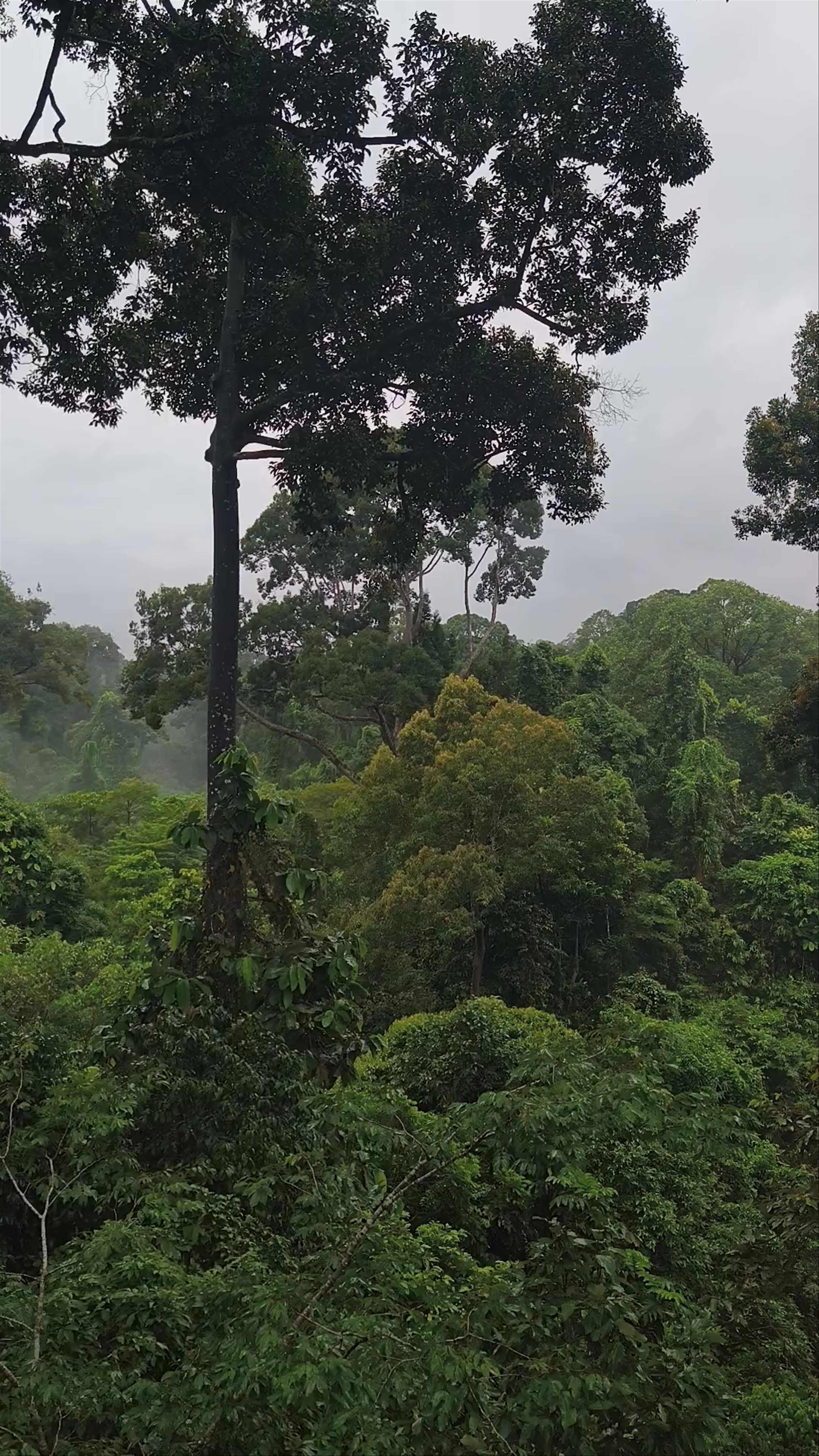 Kabili-Sepilok Forest Reserve: Immersive Rainforest Canopy Walk in Sabah