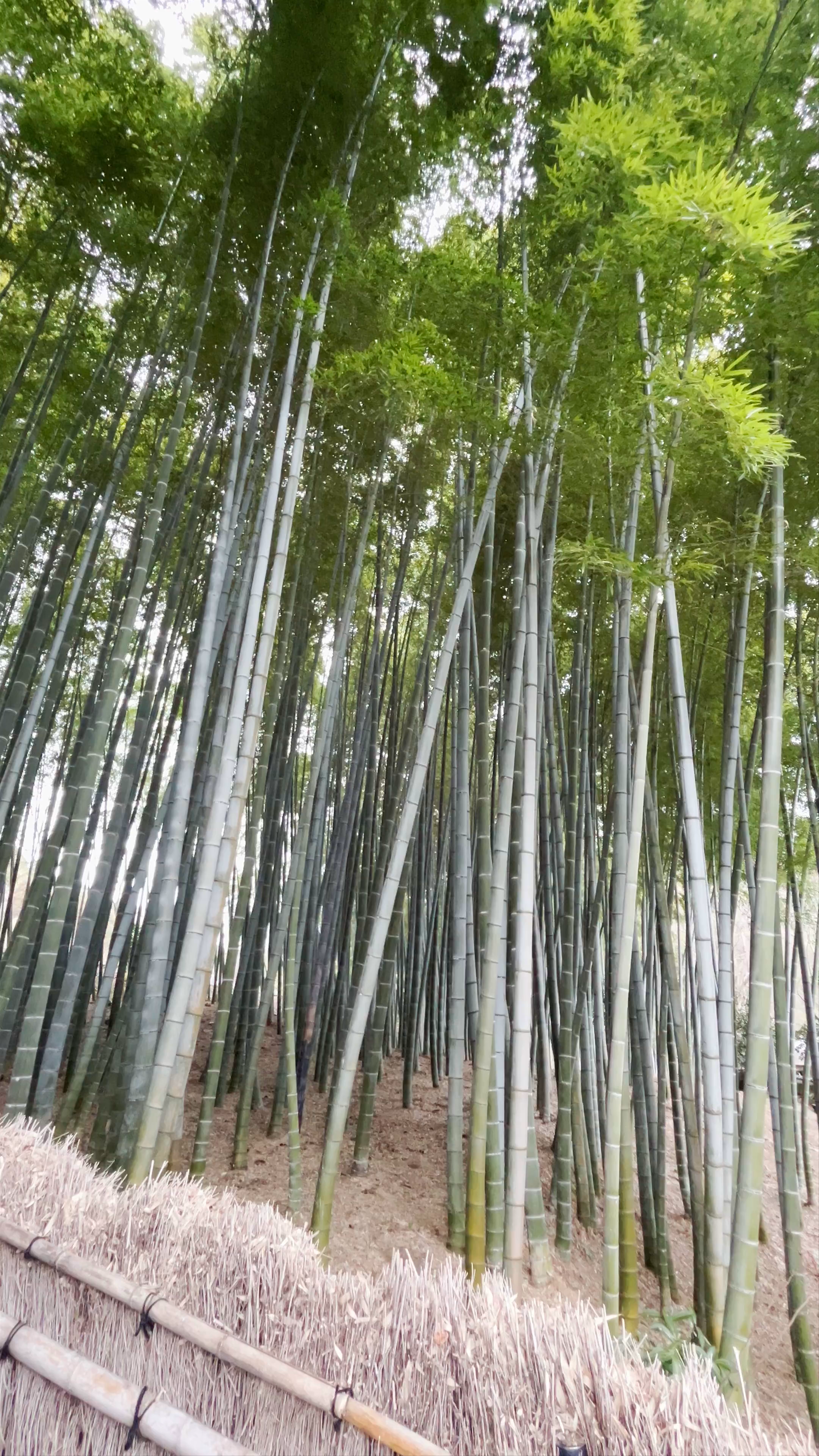 Adashino Nenbutsuji Temple Bamboo Grove Walk in Kyoto