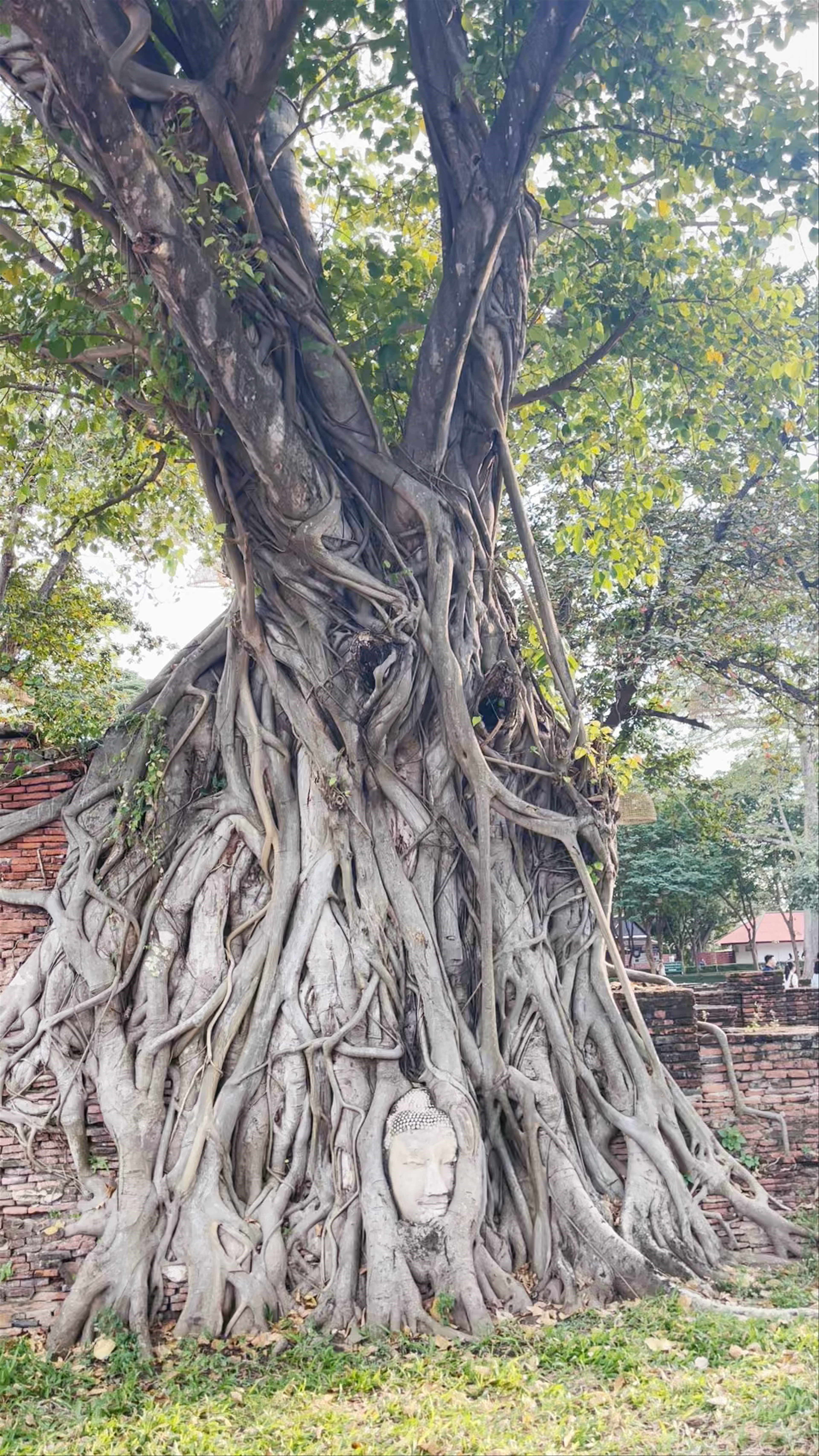 Ayutthaya Historical Park: Sacred Buddha Head in Tree Roots