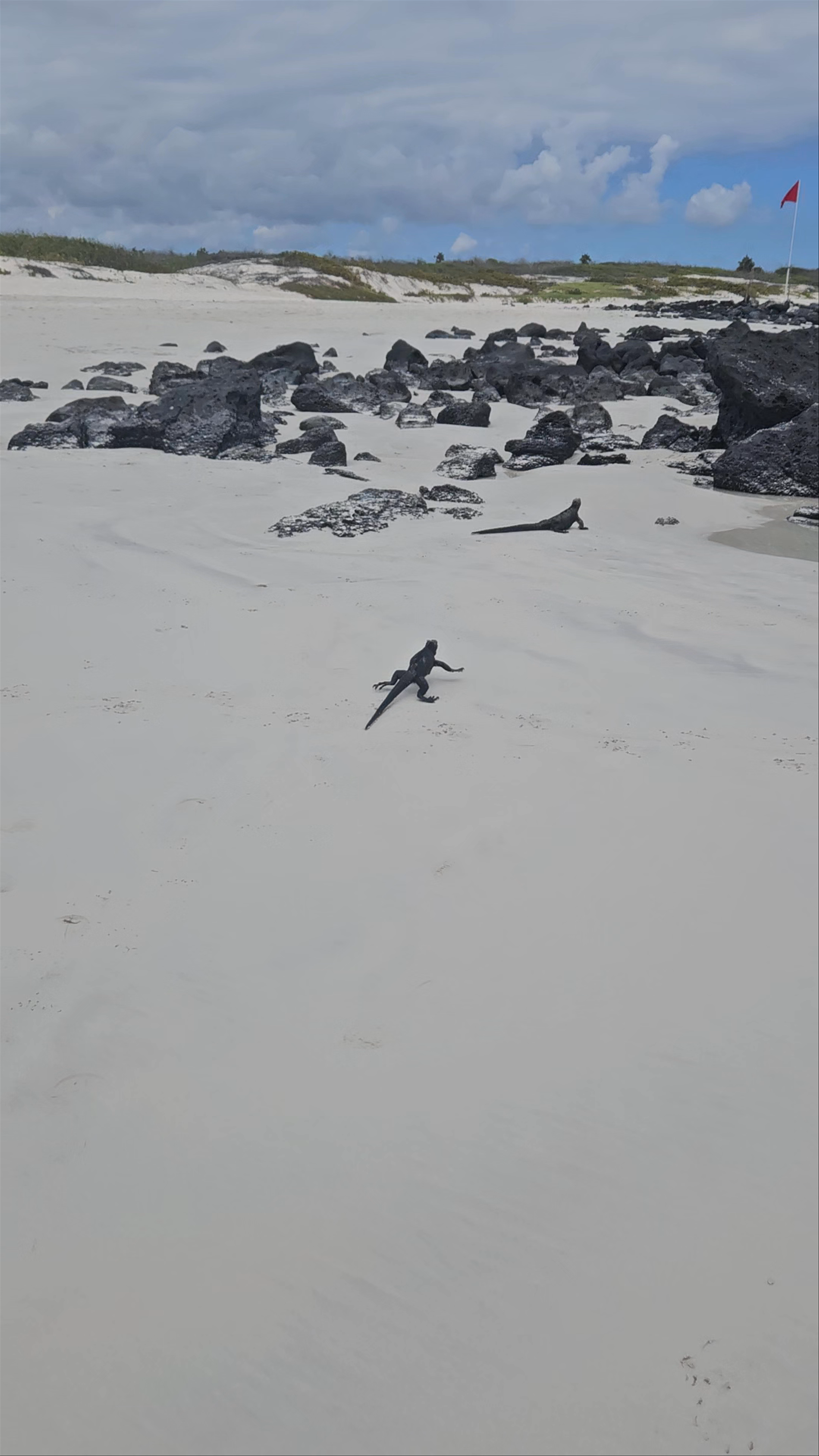 Marine Iguanas and Volcanic Beauty at Playa Tortuga Bay, Galápagos