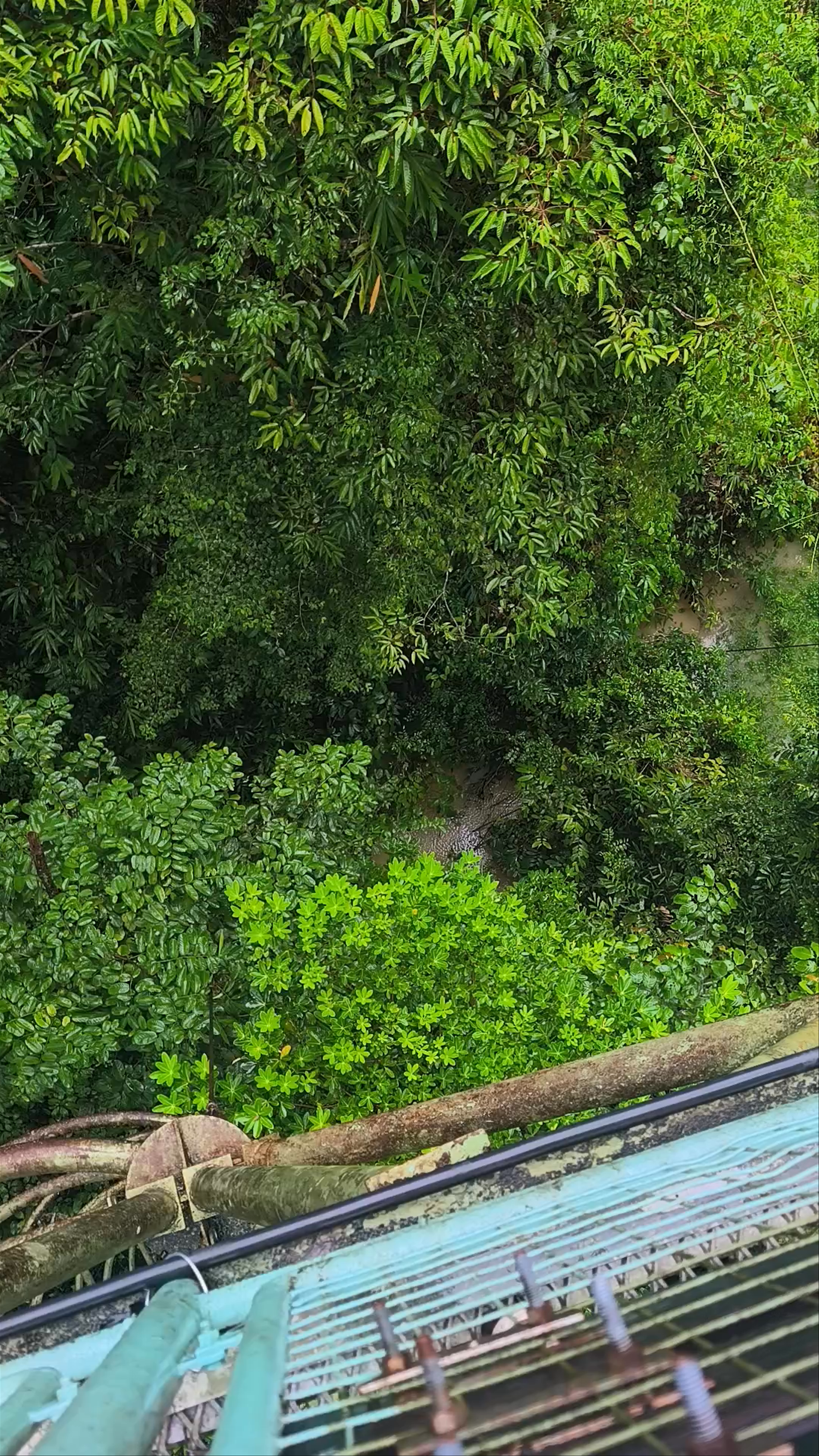 Kabili-Sepilok Forest Reserve Canopy Walk, Sandakan, Sabah
