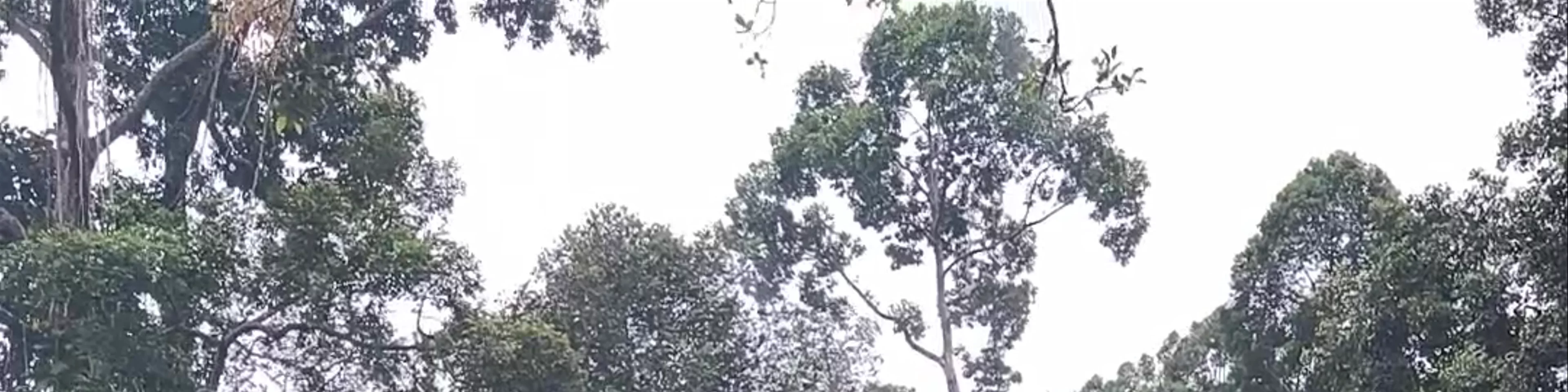 Kabili-Sepilok Forest Reserve