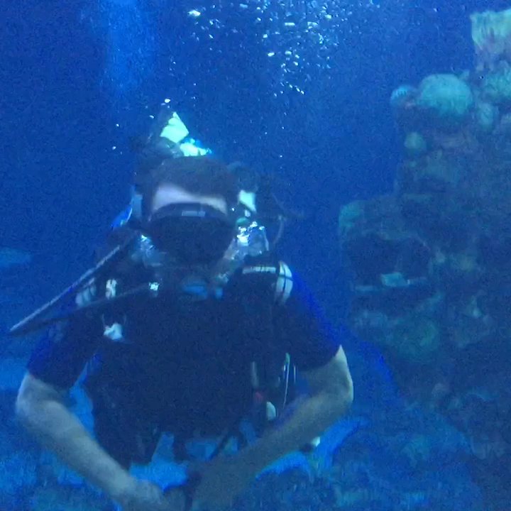 Epcot Dive Quest - Aquariums Near Me - Lake Buena Vista, Florida
