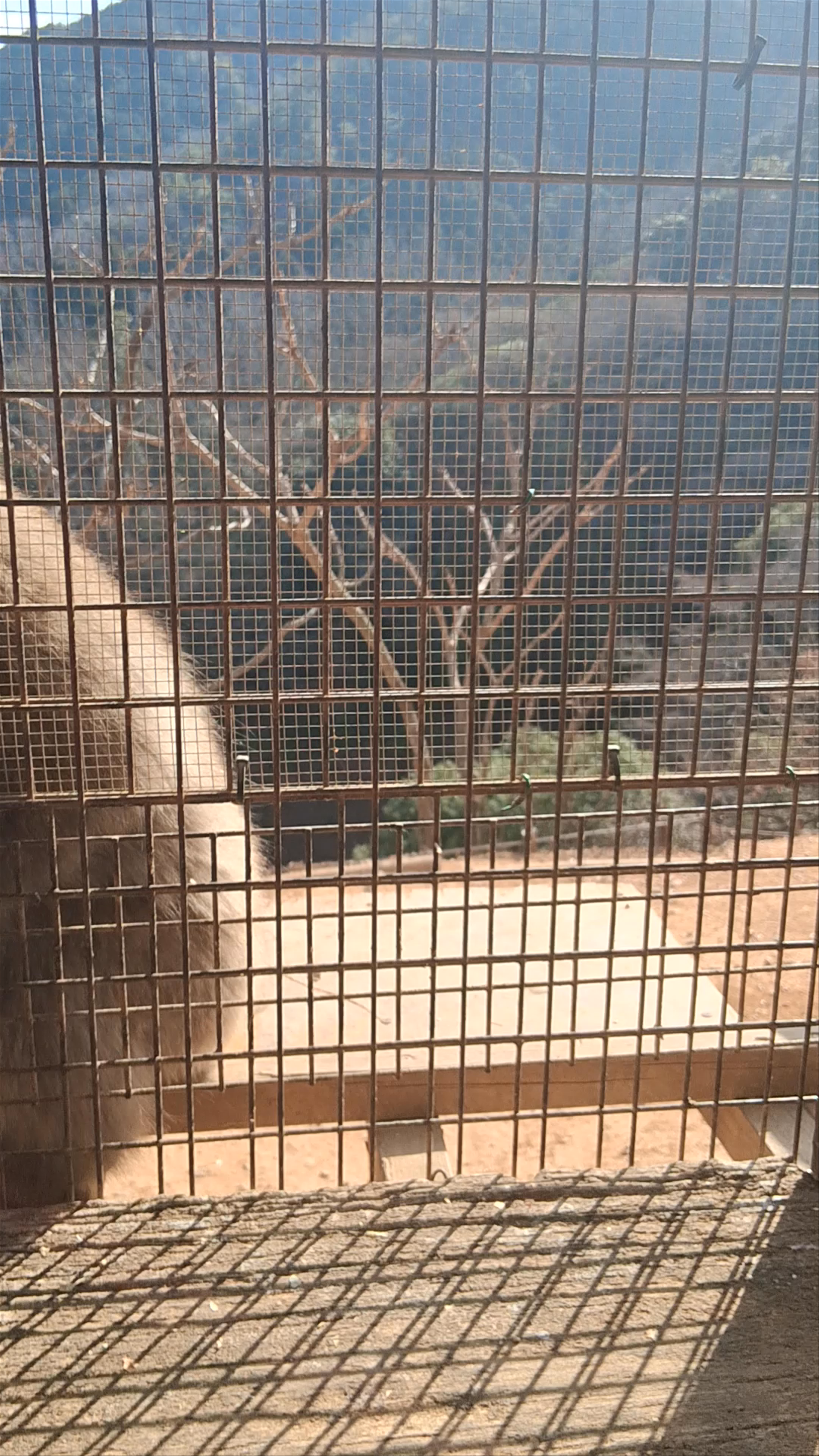 Iwatayama Monkey Park