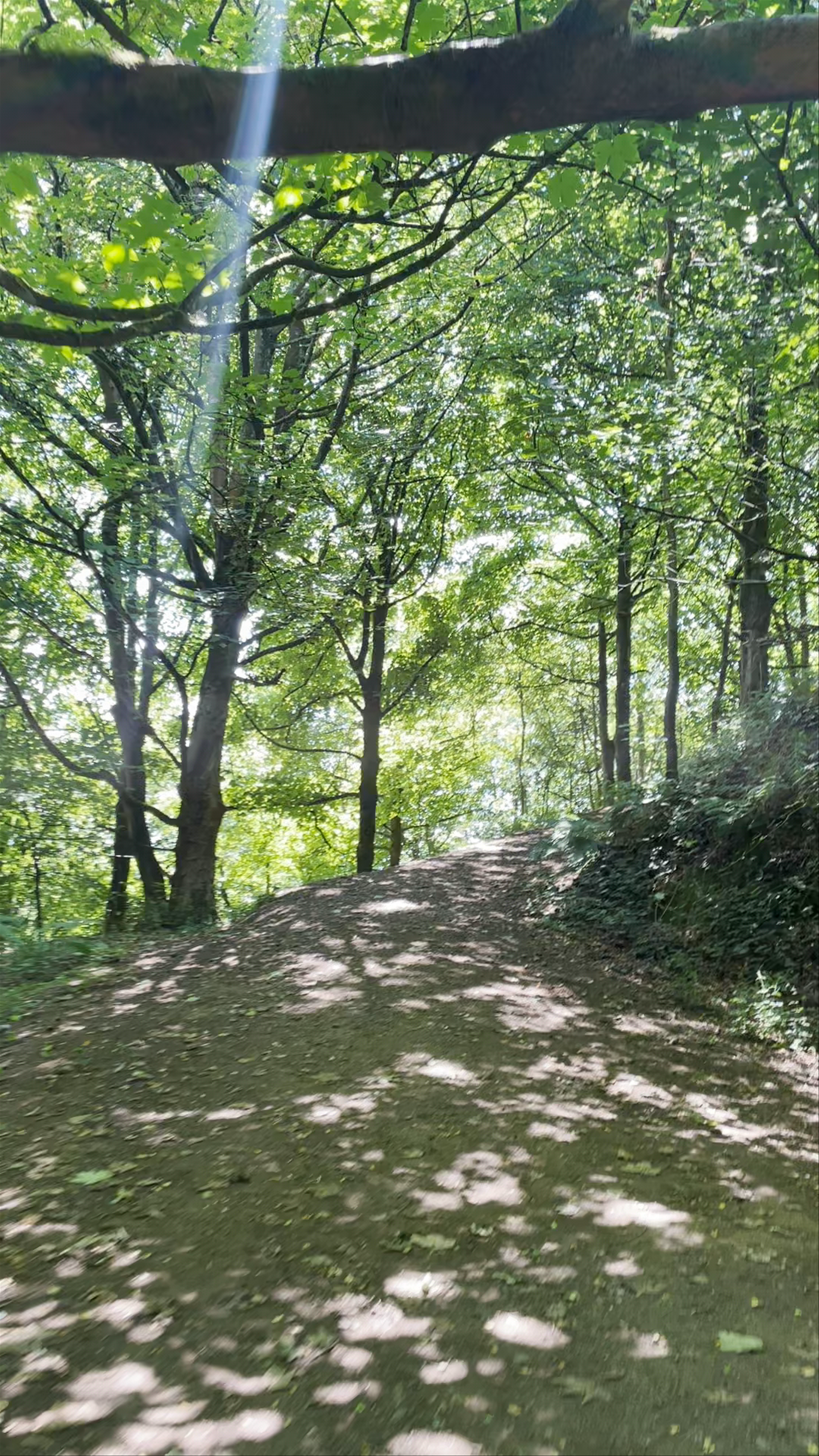 Worcestershire Beacon Hike: Serene Forest Trail in Malvern Hills, UK