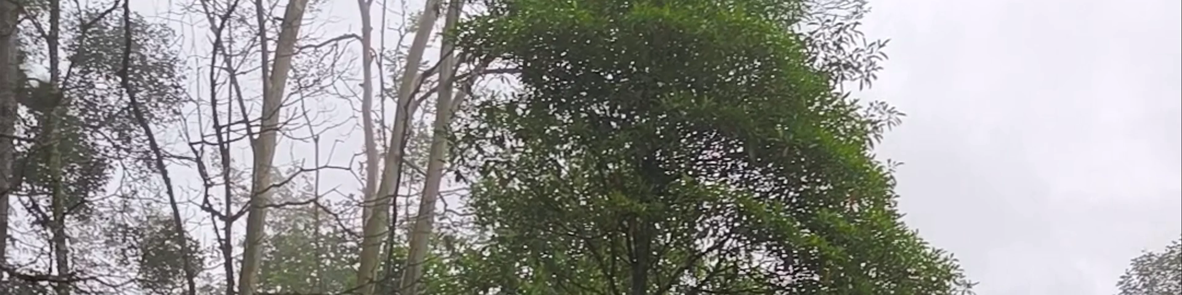 Kinabalu Park