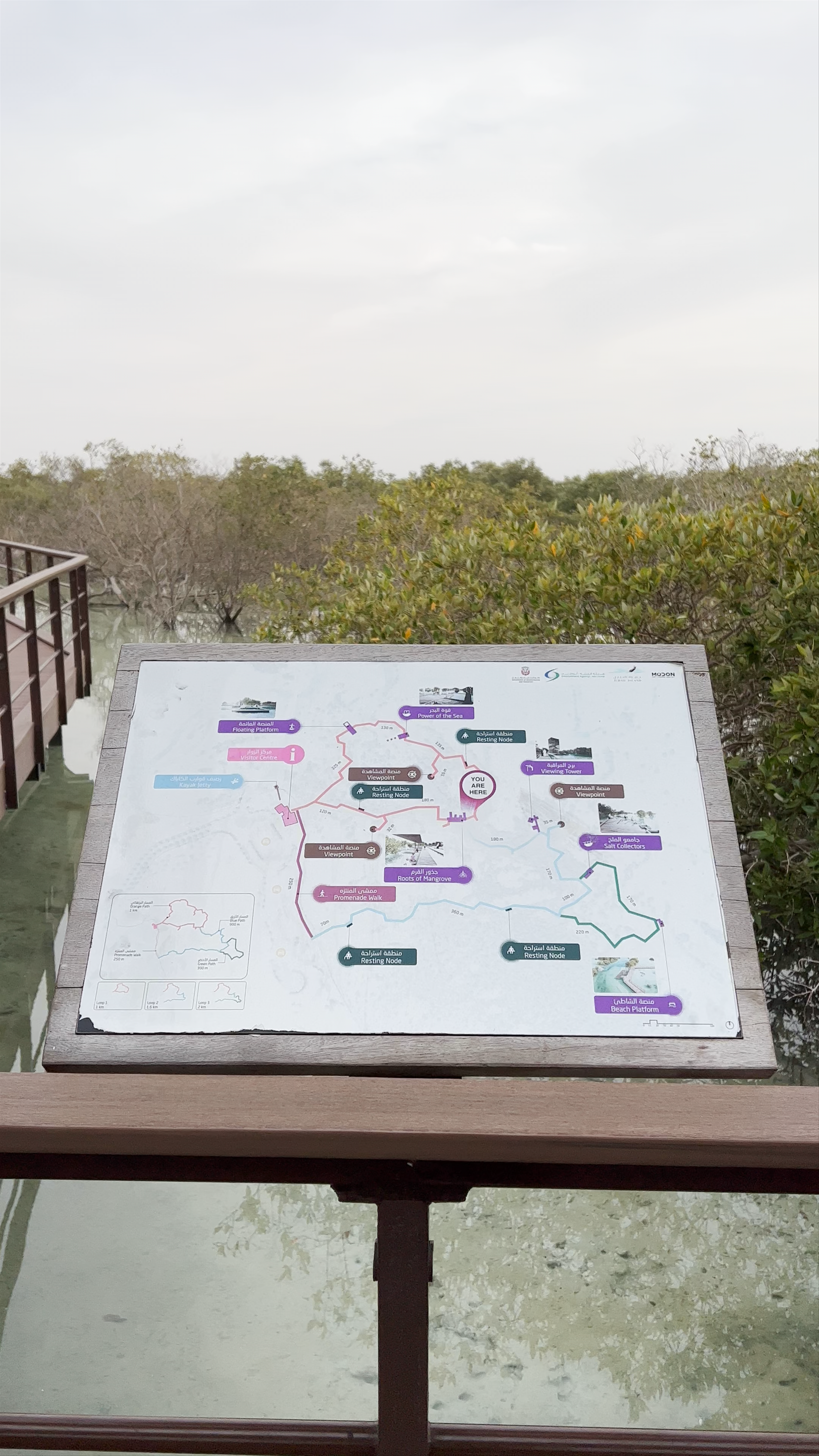 Jubail Mangrove Park: Tranquil Nature Escape in Abu Dhabi