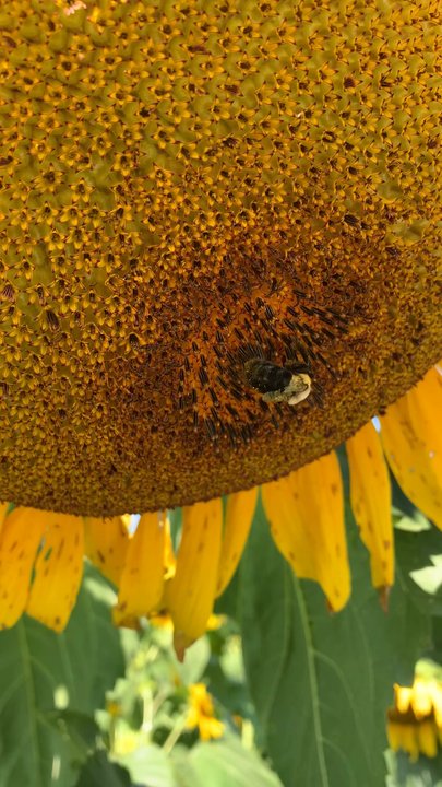 Summers Farm - Attraction Farms Near Me - Middletown, Maryland