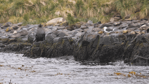 Saint Georgia Seals animated gif