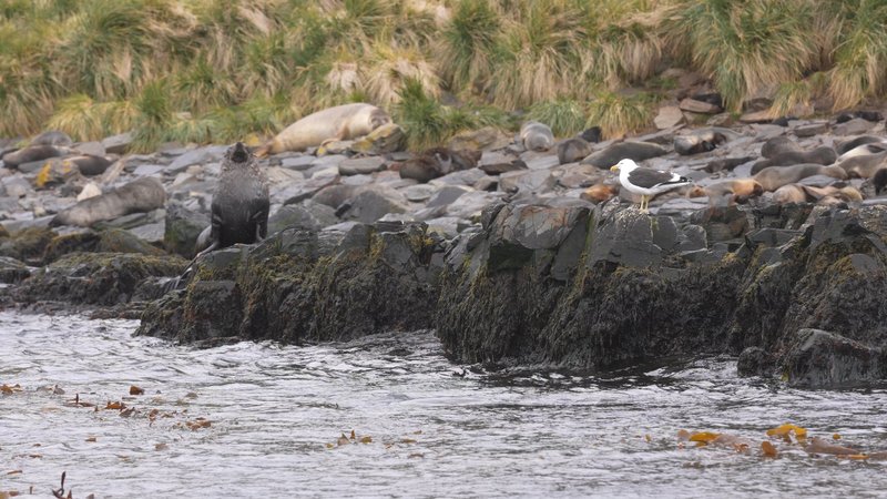 Saint Georgia Seals poster