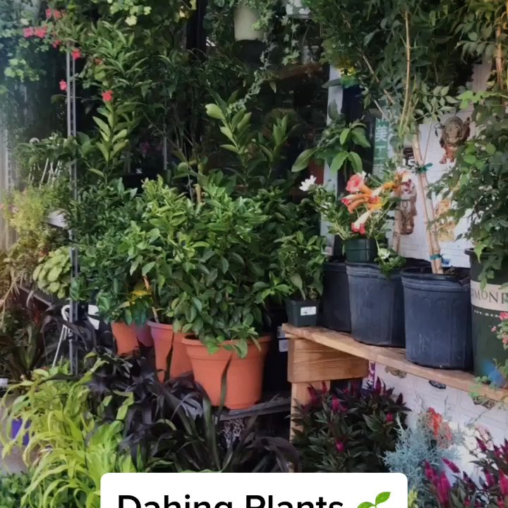 Dahing Plants - My attempted tiktok  Will probably be back soon.... - Florists Near Me - New York, New York