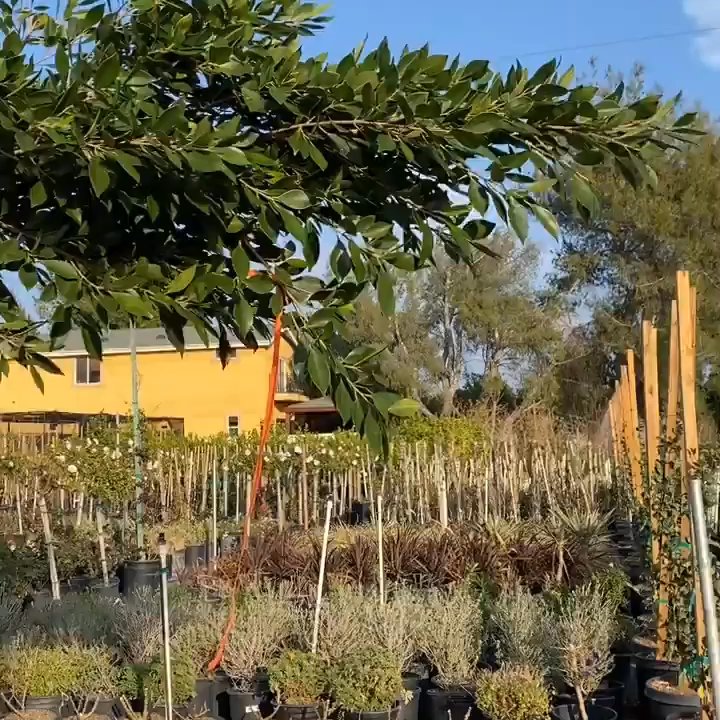 Saticoy Nursery - 10ft ficus ($110 2021') - Nurseries & Gardening Near Me - Granada Hills, California