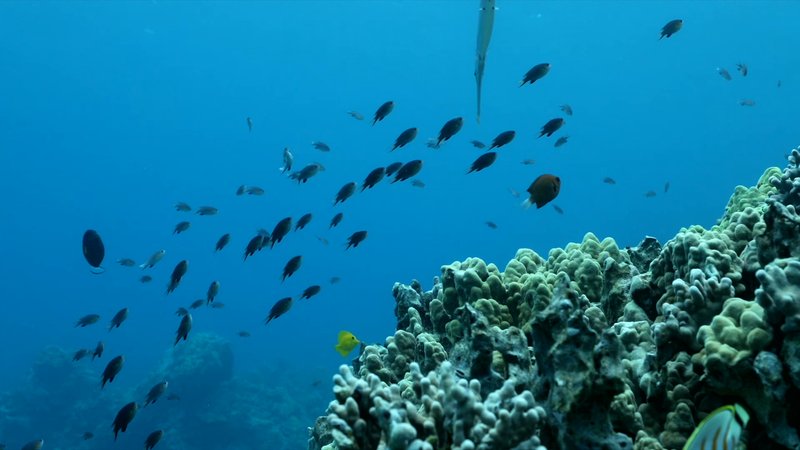 Needlefish at a coral reef poster