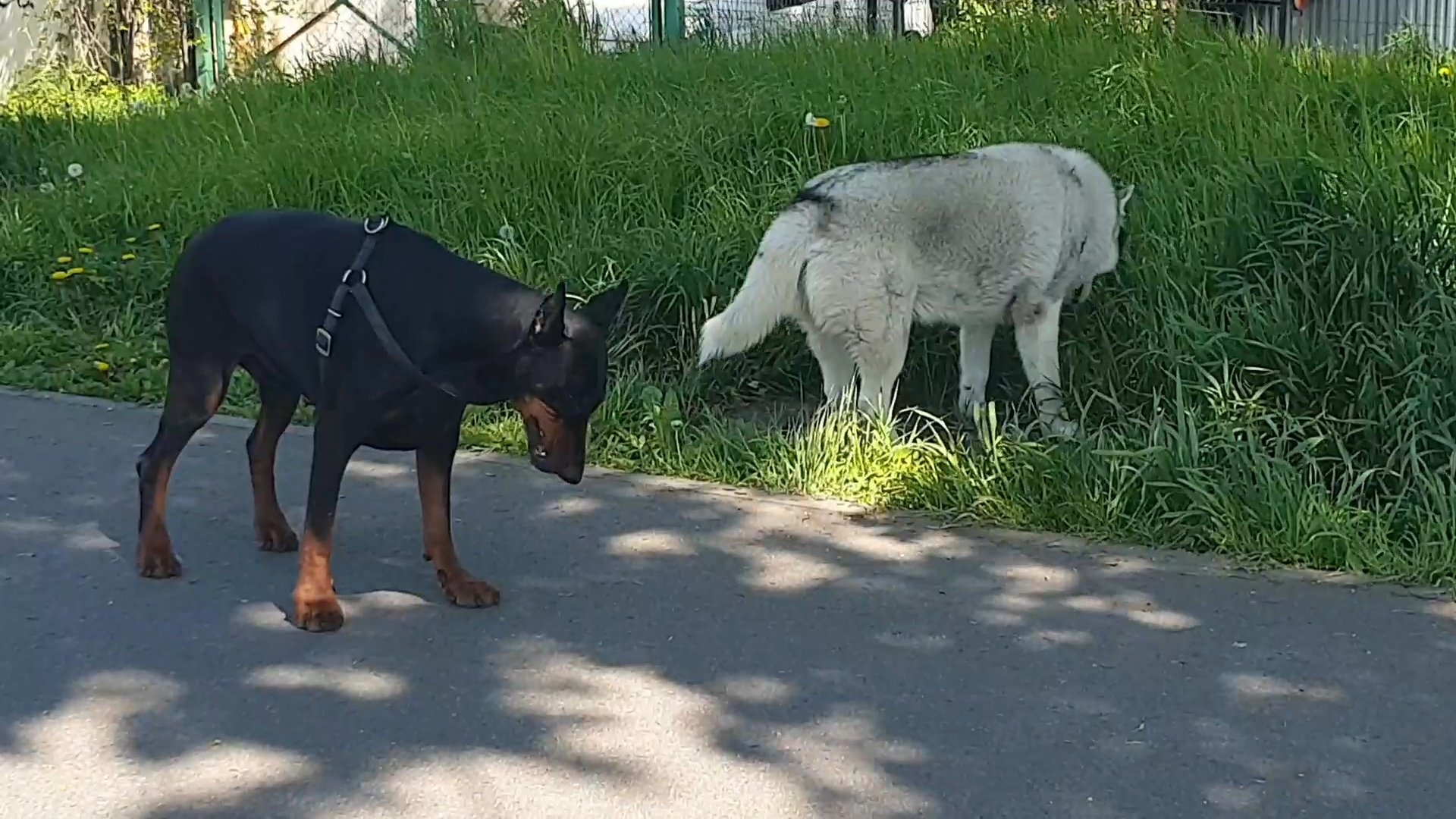 Walk the dogo - Figa R.'s 8.1 km walk