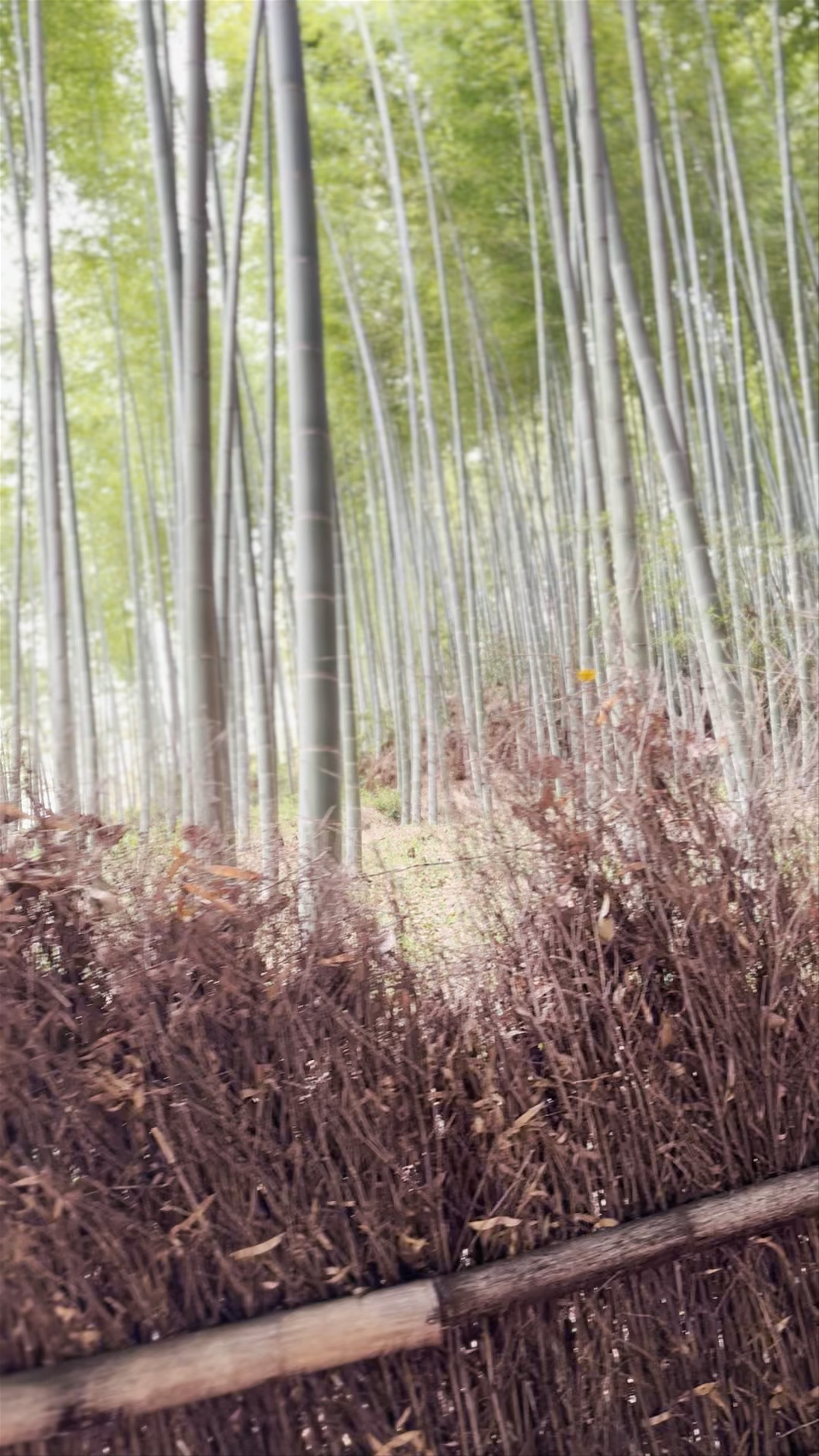 Arashiyama Bamboo Forest Walk in Kyoto, Japan