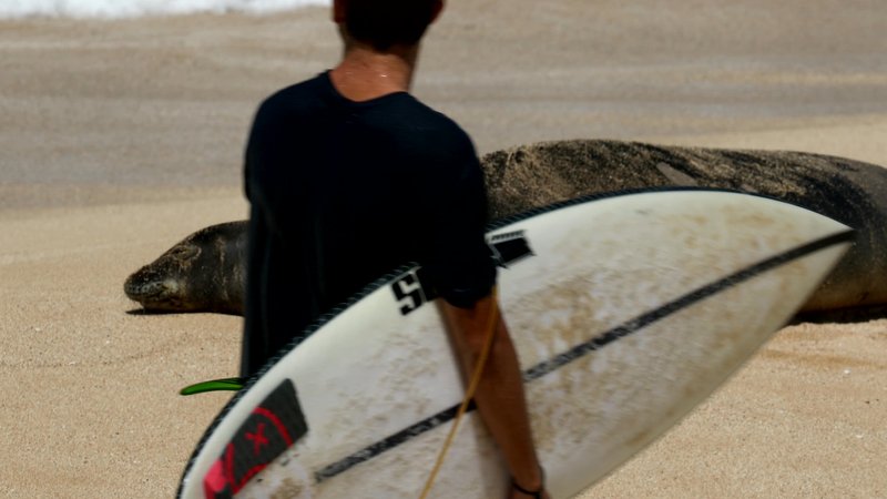 Surfer and Hawaiian Monk Seal poster