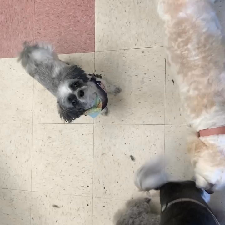 Dogz 'n Catz - Picking up my two shih tzus and they look amazing! - Pet Groomers Near Me - Clovis, California