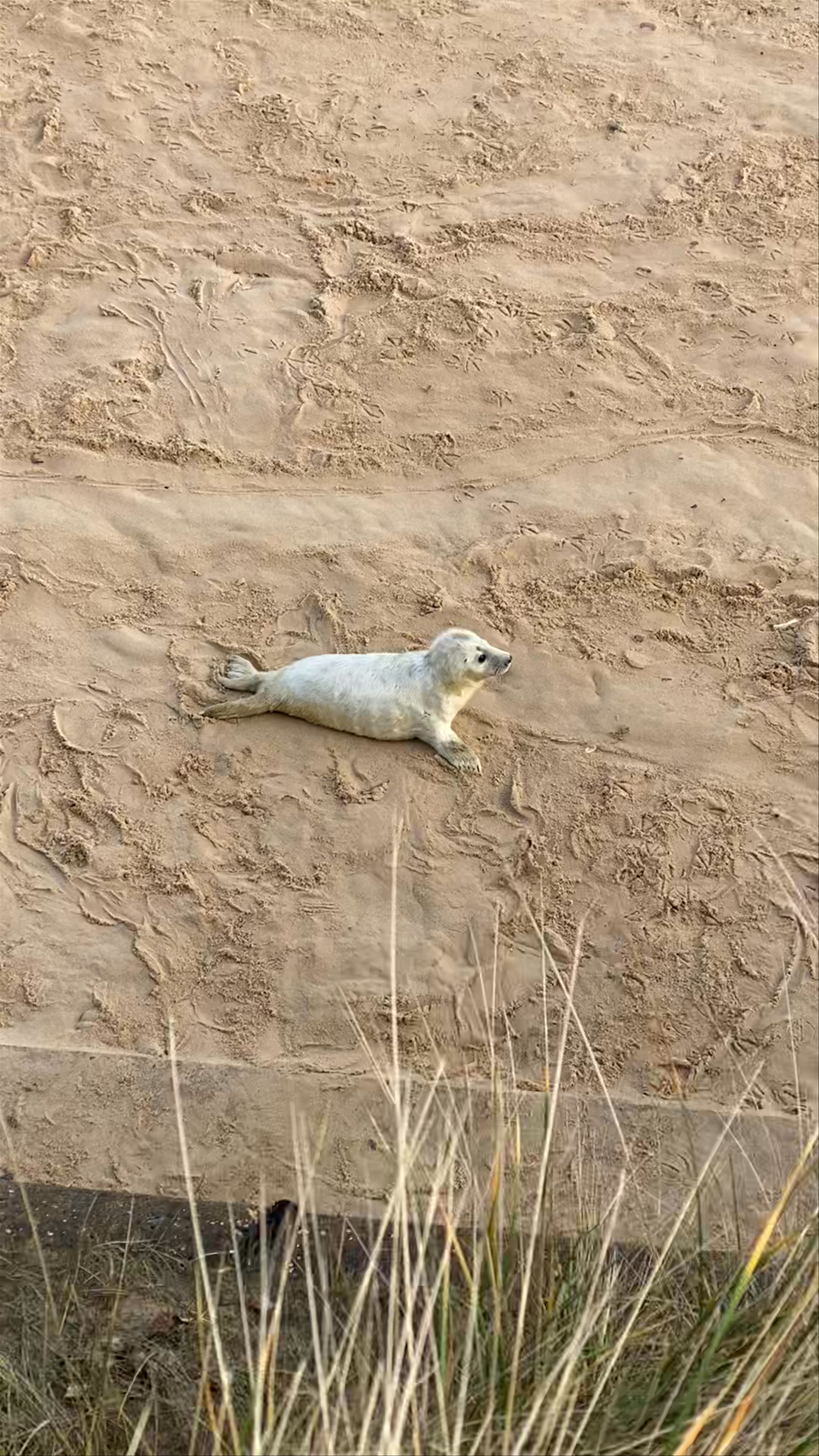 Seals at Horsey Gap: A Serene Coastal Wildlife Encounter