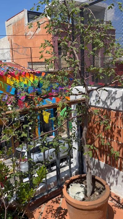 Café Café - Walk to the cafe - Coffee & Tea Near Me - Oaxaca, OAX
