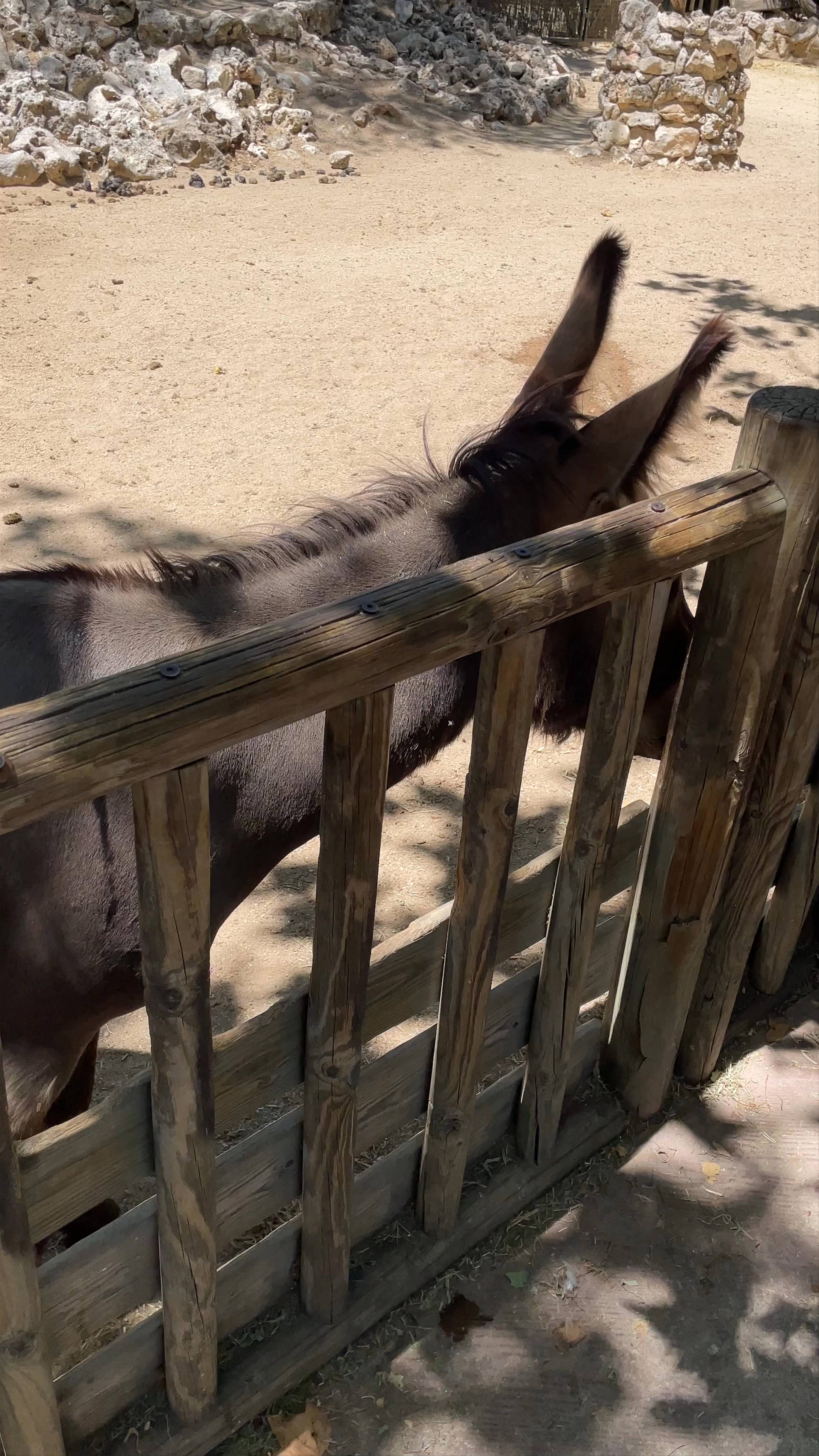 Up-Close Moments with Donkeys at Faunia, Madrid