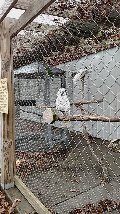 Promised Land Zoo - The umbrella cockatoos are very friendly! - Zoos Near Me - Eagle Rock, Missouri