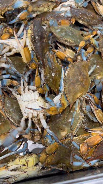 Fiesta Mart #25 - Live Blue Crab $ 7.99 / lb - International Grocery Near Me - Austin, Texas
