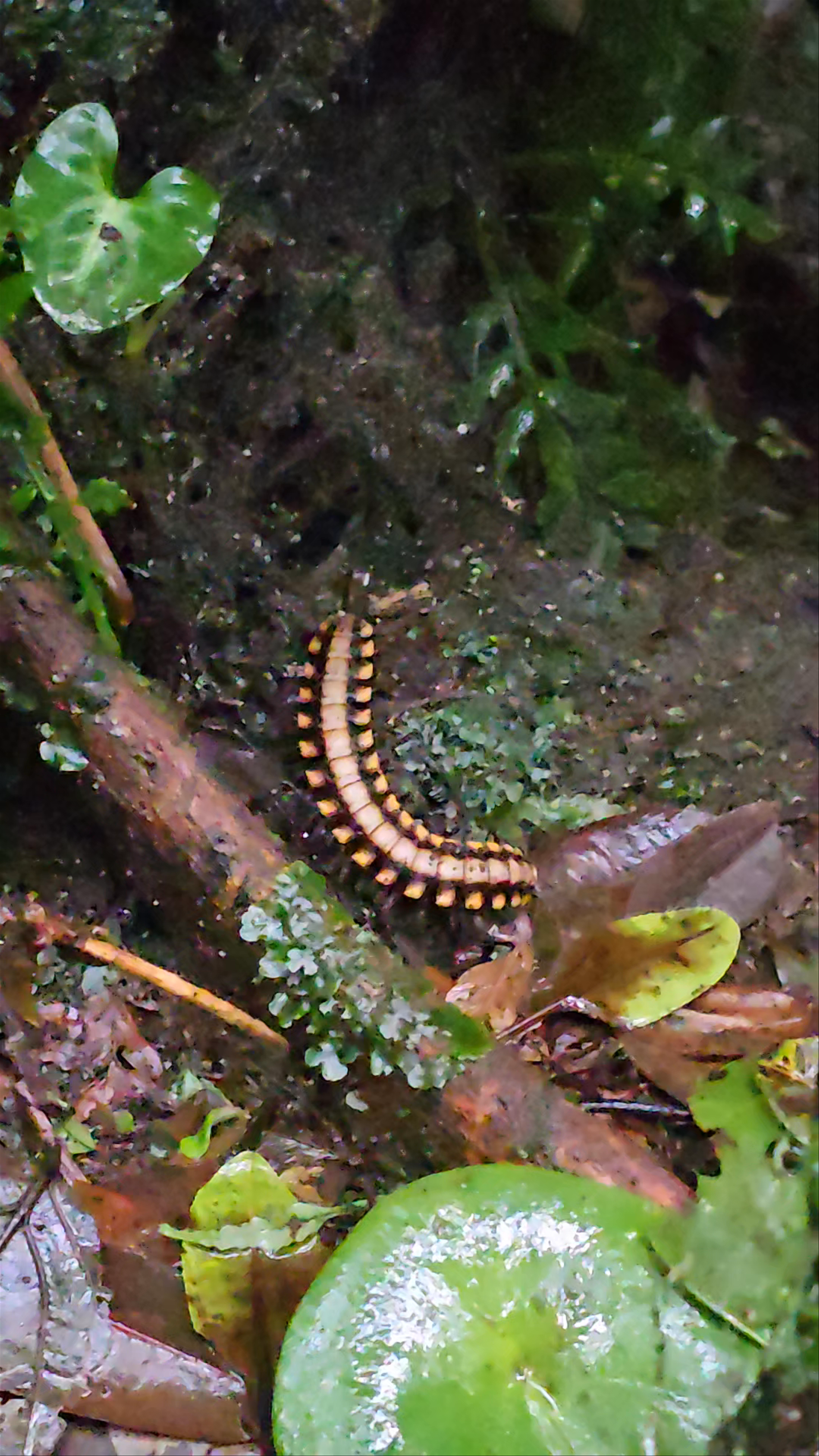 Monteverde Cloud Forest Biological Preserve