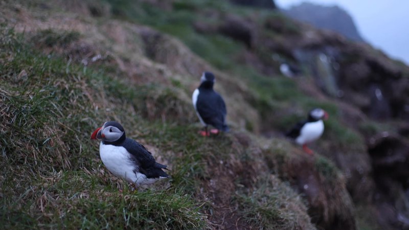 Puffins in Iceland poster