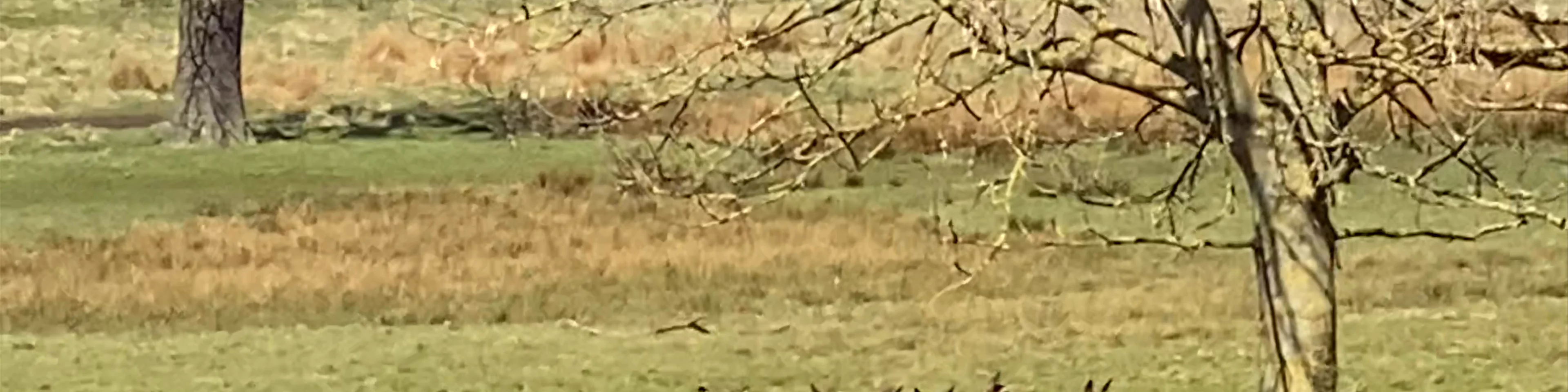 Wollaton Hall and Deer Park