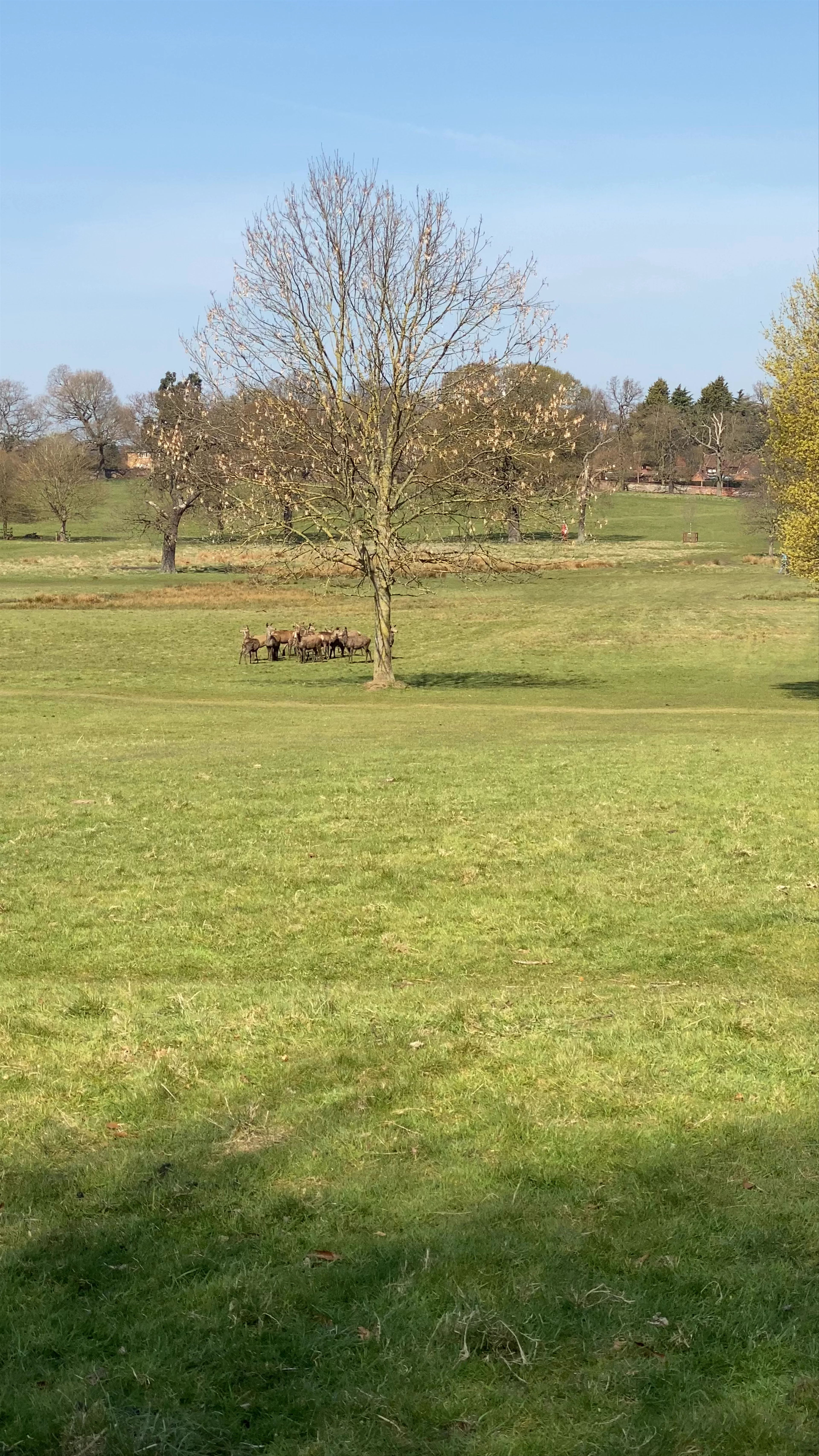 Wollaton Hall and Deer Park