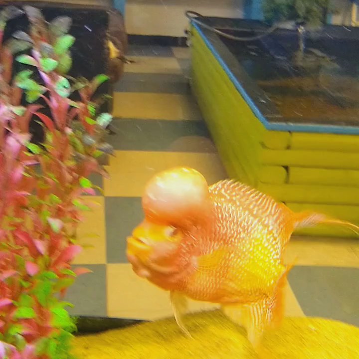 Fish & Pets Ranch - Flower horn male - Local Fish Stores Near Me - Houston, Texas