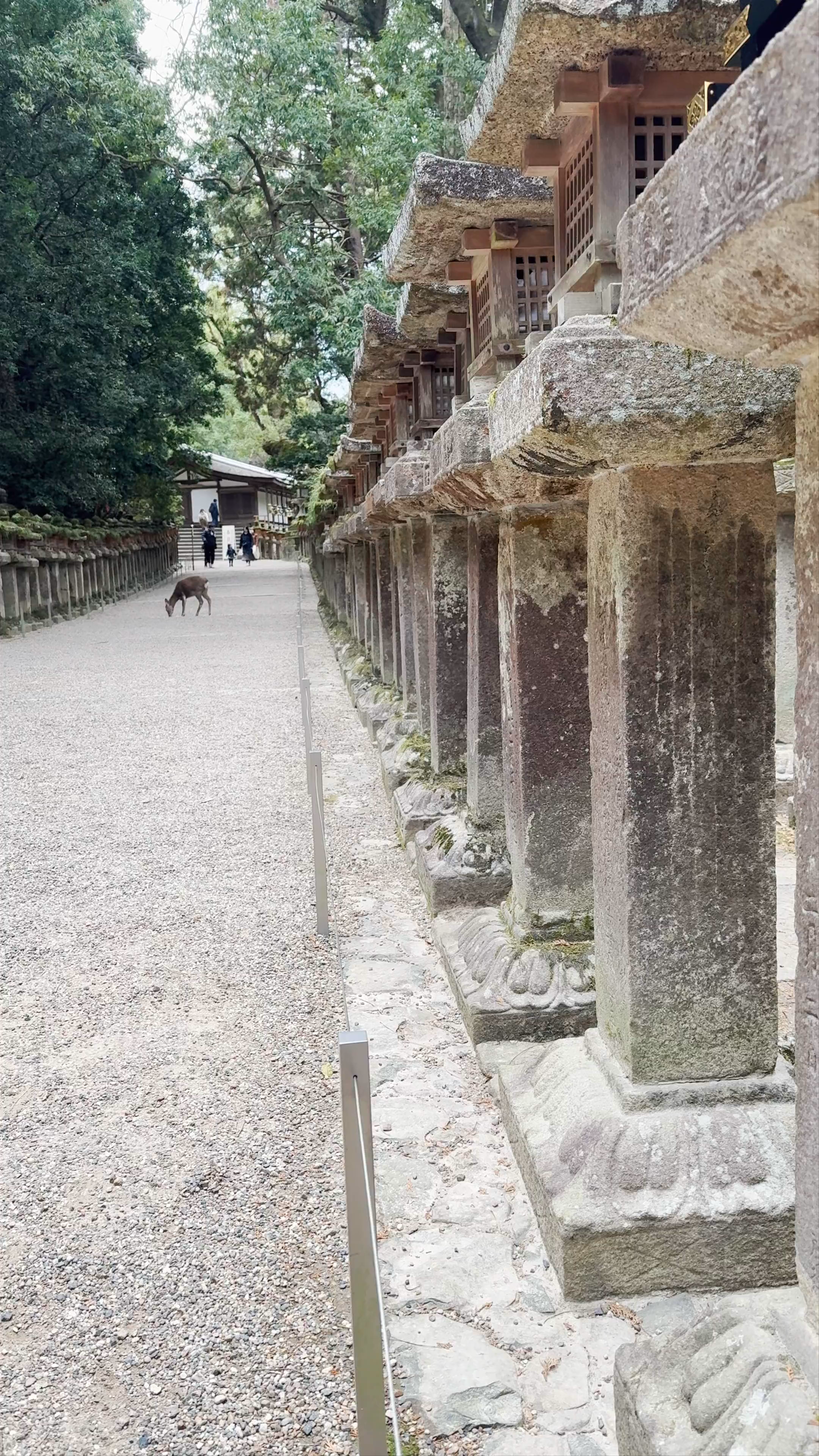 Kasuga Taisha Shrine: Serene Paths & Timeless Lanterns in Nara, Japan
