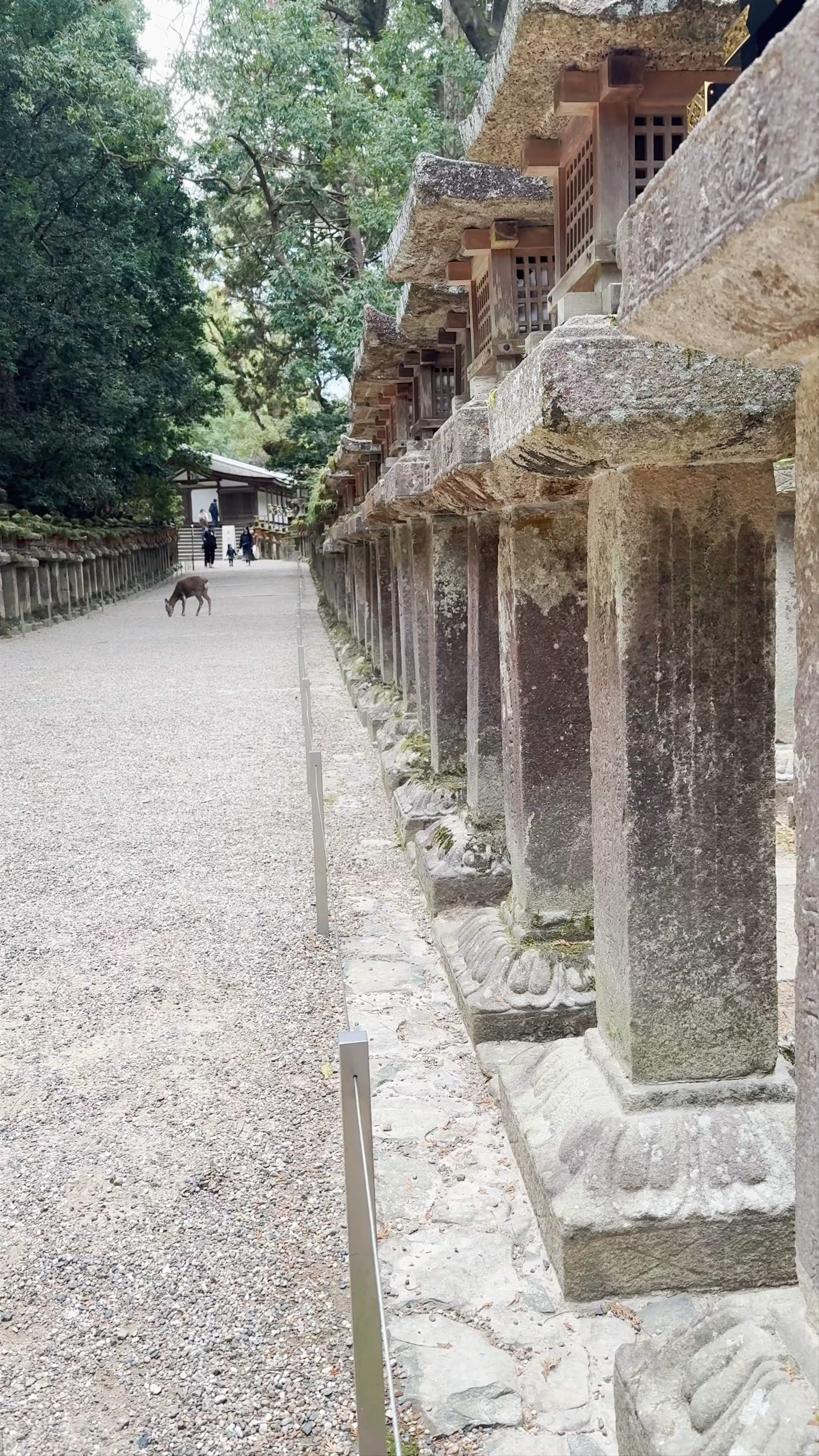 Kasuga Taisha Shrine
