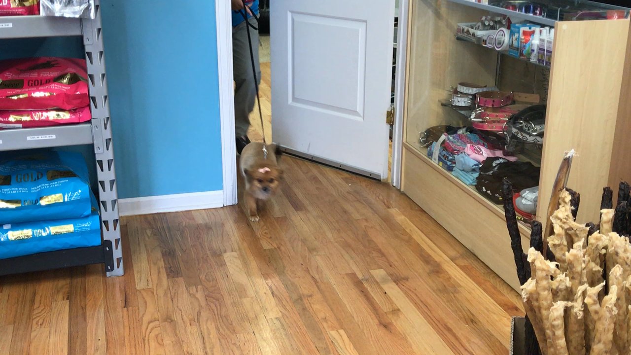 All 4 Dirty Paws - Pet Groomers Near Me - Chicago, Illinois