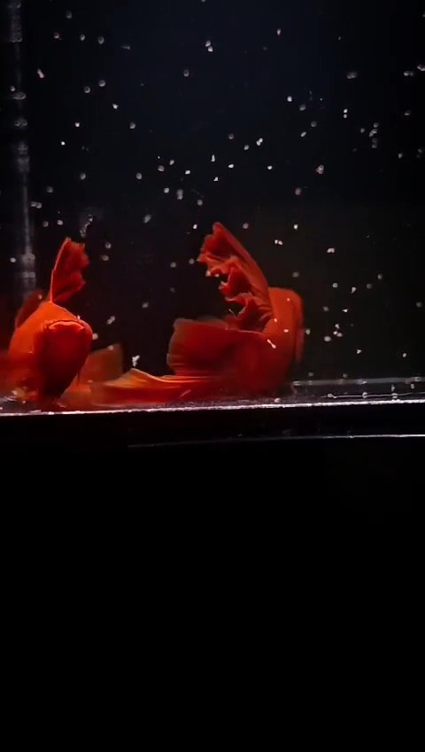 Swordtail