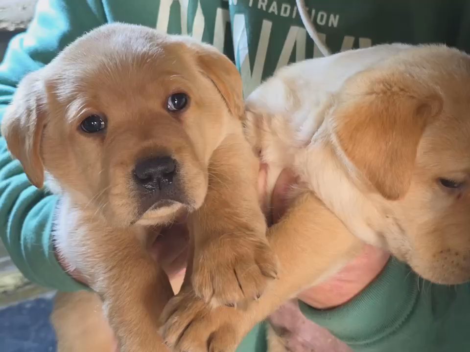 Doggy Style Kennels - Pet Breeders Near Me - Loretto, Kentucky