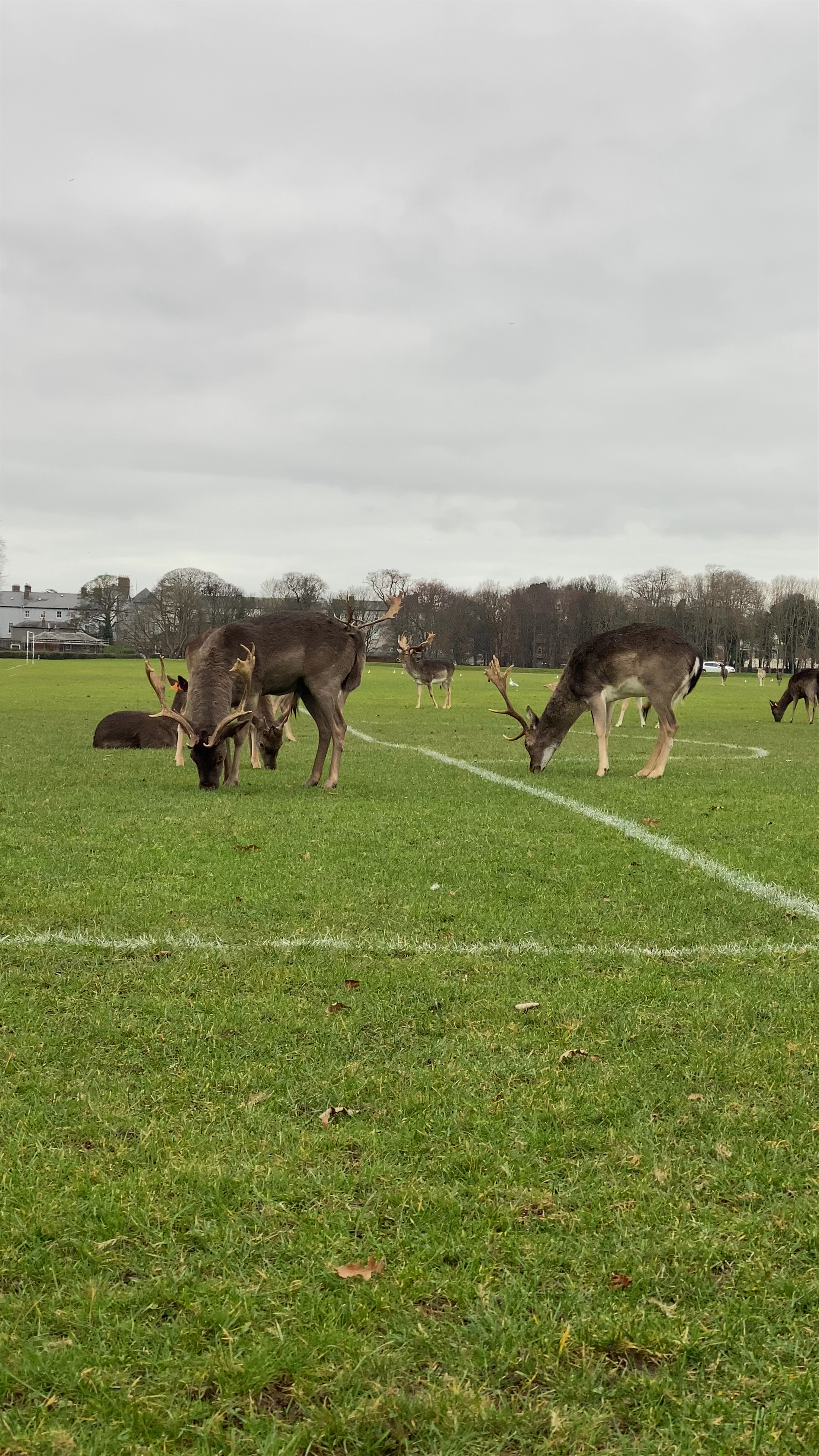 Phoenix Park