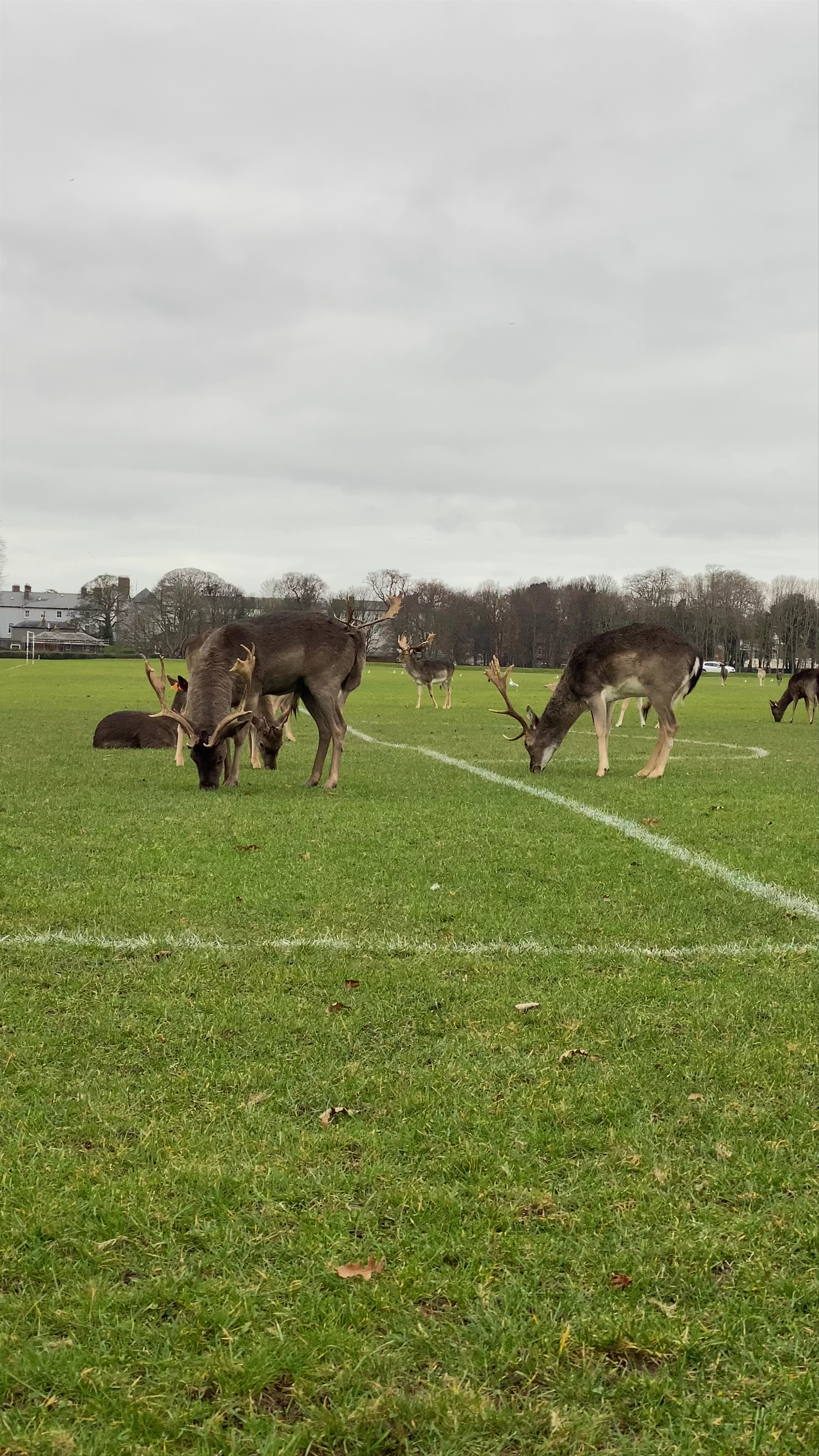 Phoenix Park