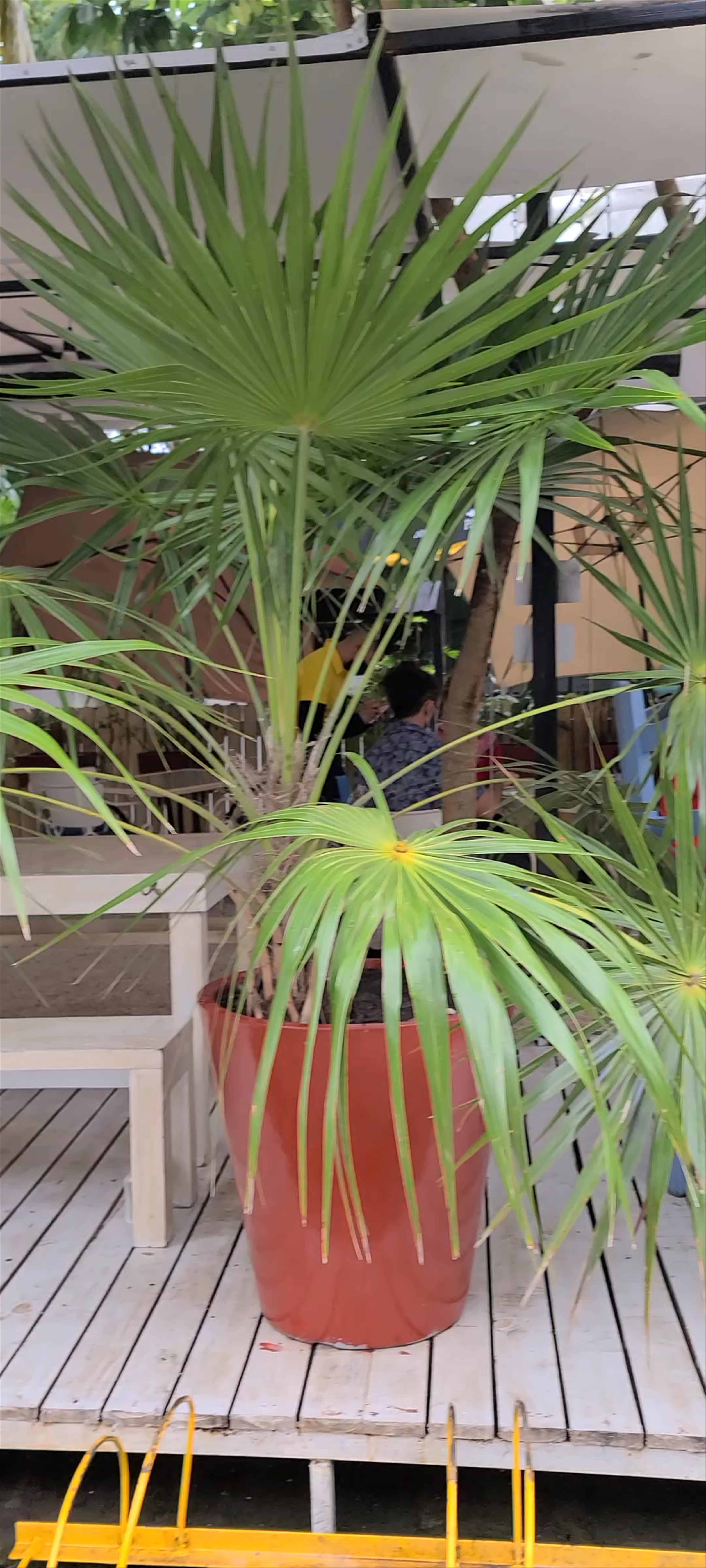 Chez Céline: Charming Outdoor Dining in Playa del Carmen