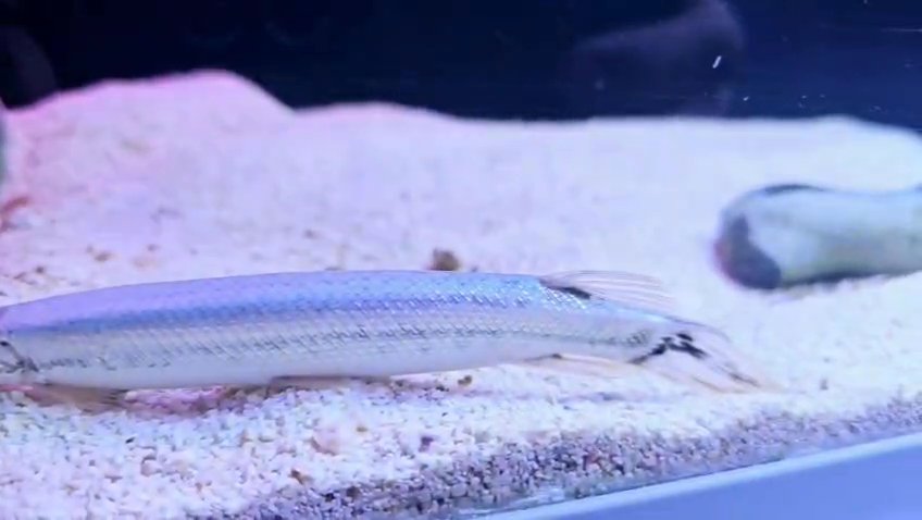 Florida Gar