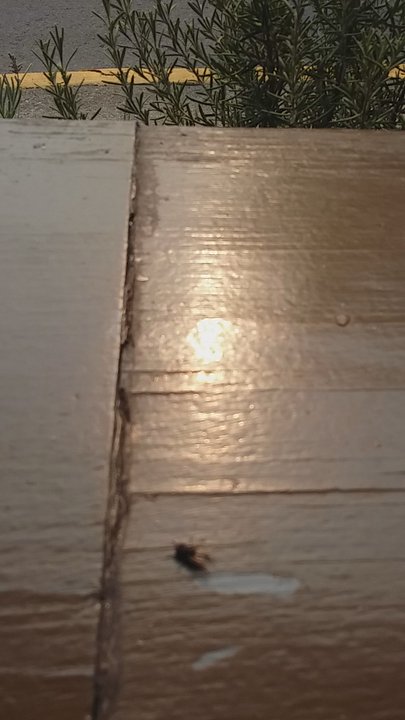 Dobrá Tea - Flies lining up to harass your limbs and food after you escape the pretentious interior of the place. - Bakeries Near Me - Ashland, Oregon