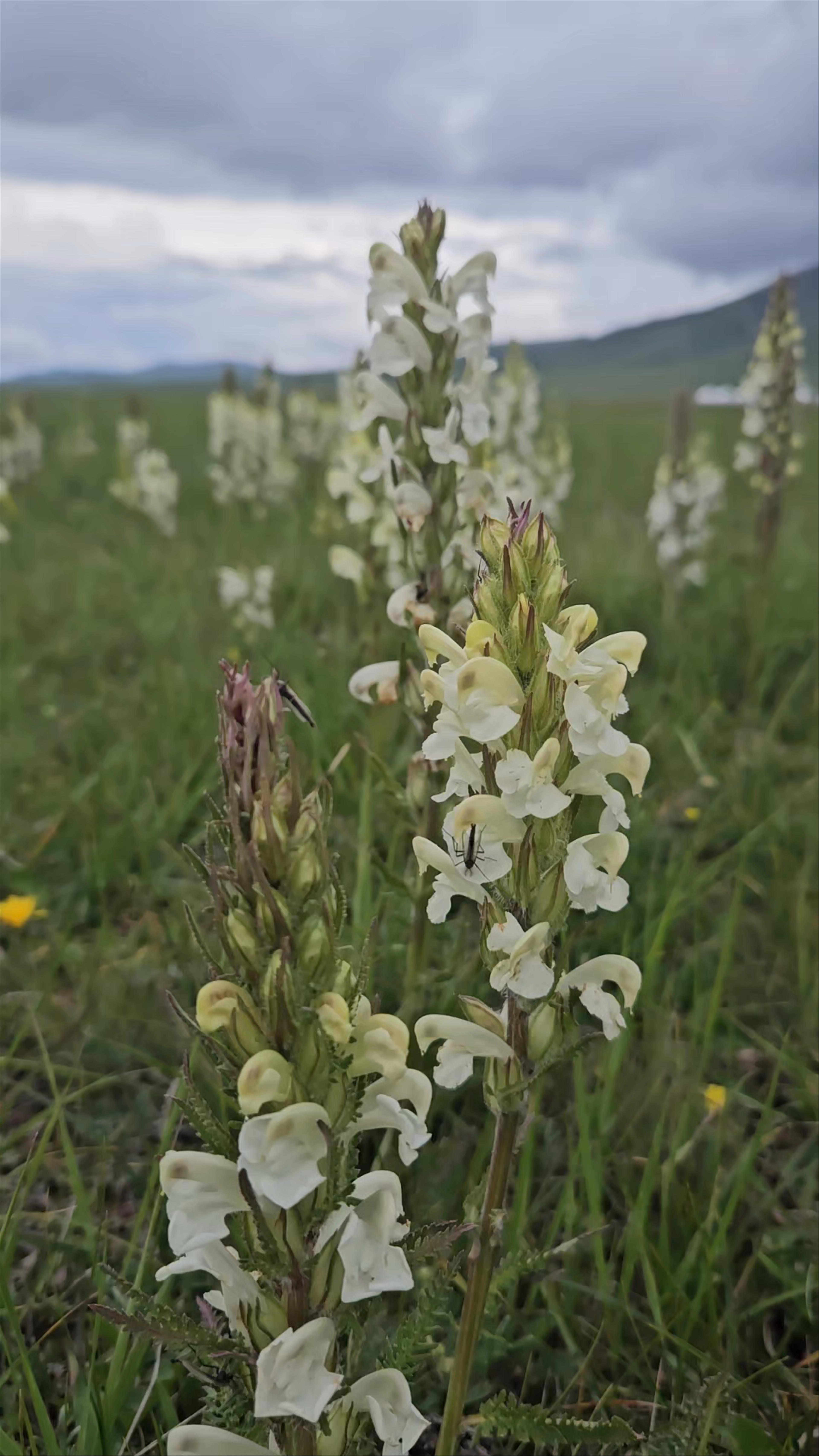 Song Kul Lake: Tranquil Wildflower Meadows in Kyrgyzstan's Mountain Heartland