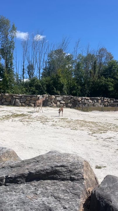 Southwick's Zoo - Baby giraffe - Amusement Parks Near Me - Mendon, Massachusetts