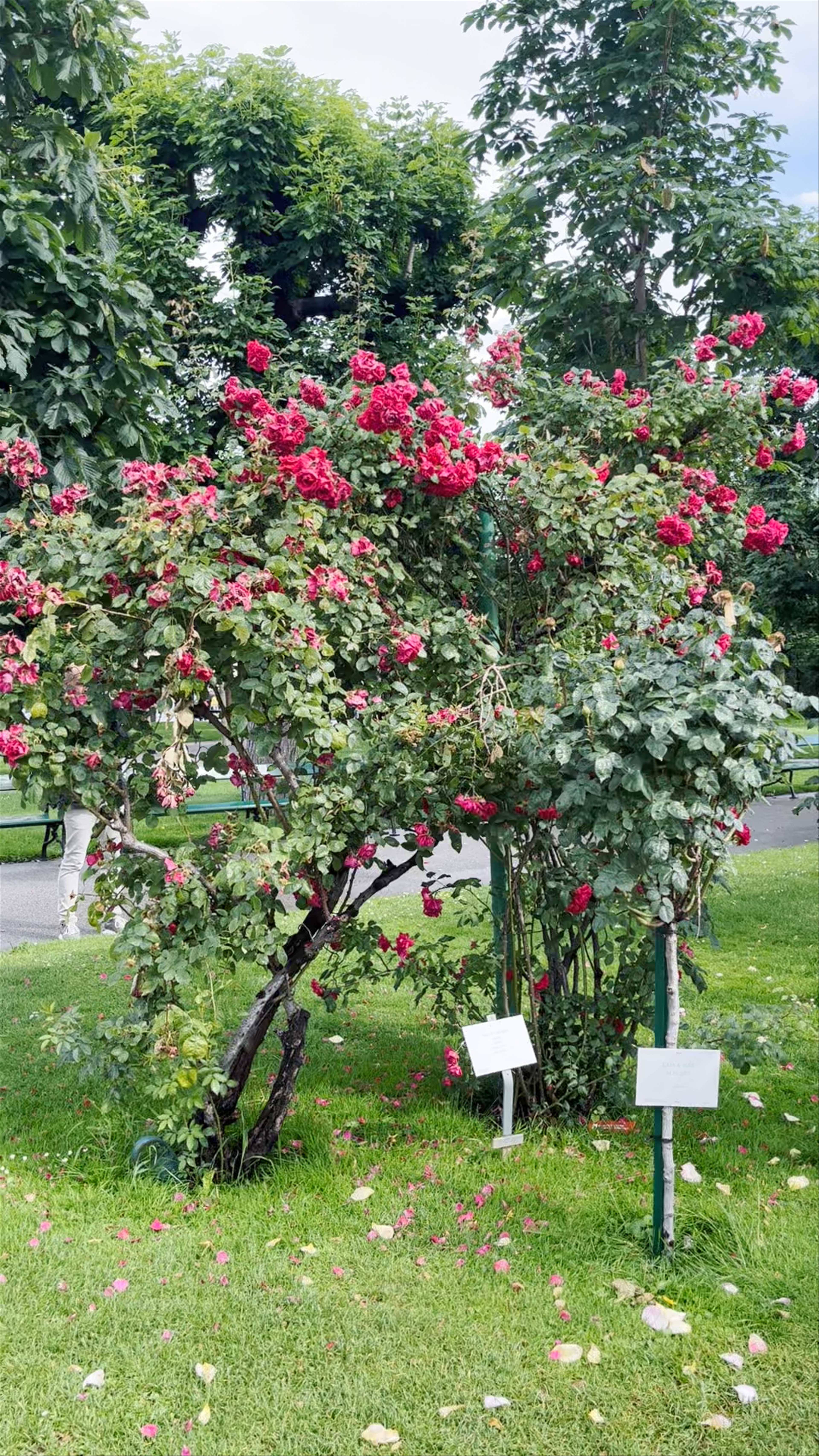 Volksgarten Vienna: A Serene Rose Garden in the Heart of Austria