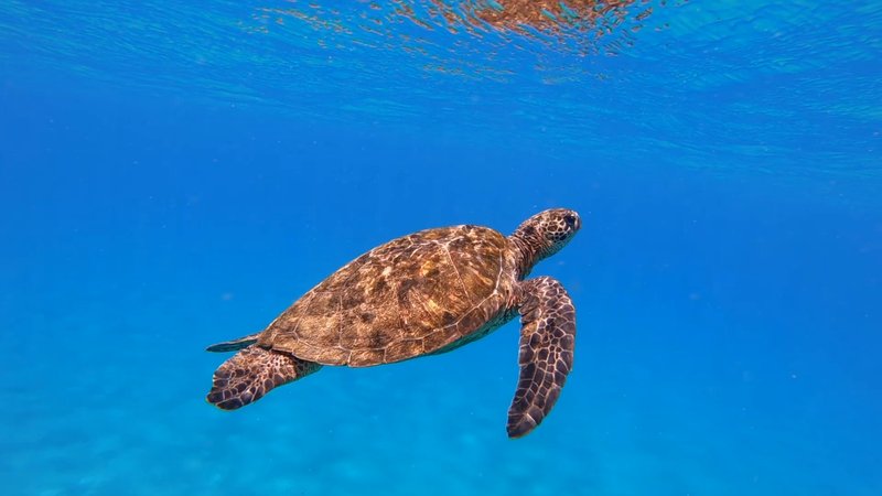 Green Sea Turtle poster