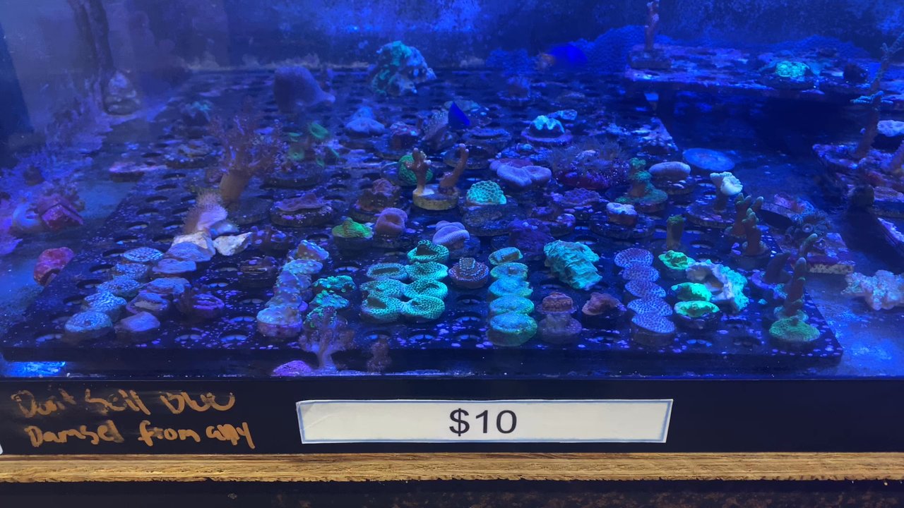 SjReef - Growing baby coral. - Local Fish Stores Near Me - Dublin, California